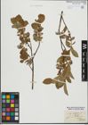 Foto von Salix hastata L.
